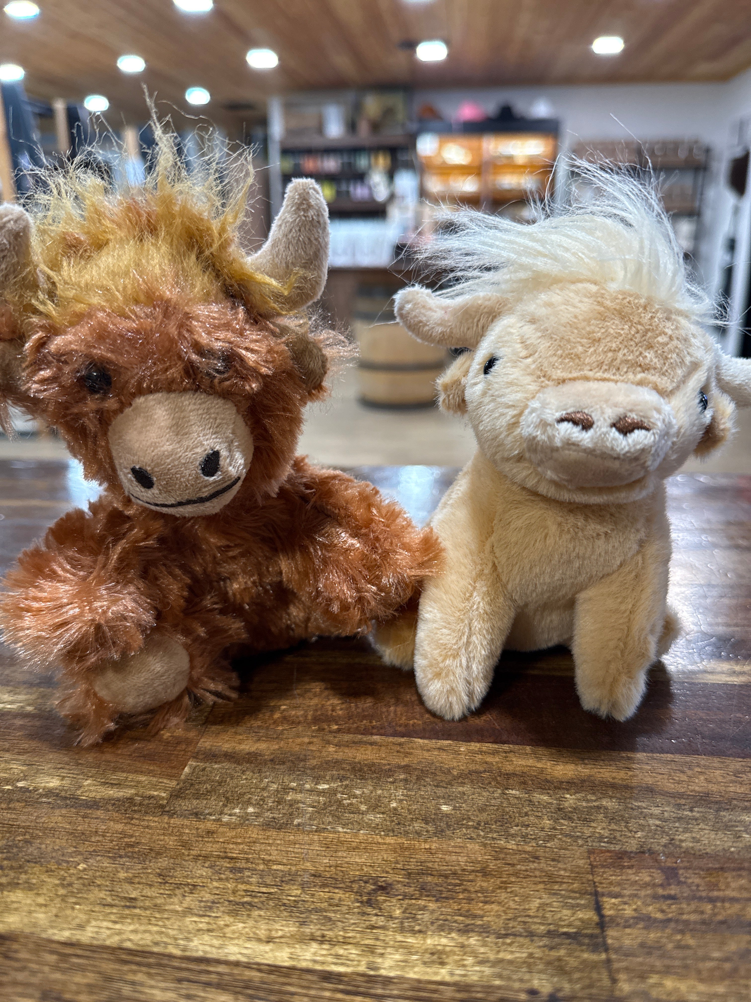 Highland Cow, SMALL